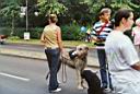 04 - Schottischer Wolfshund.jpg
